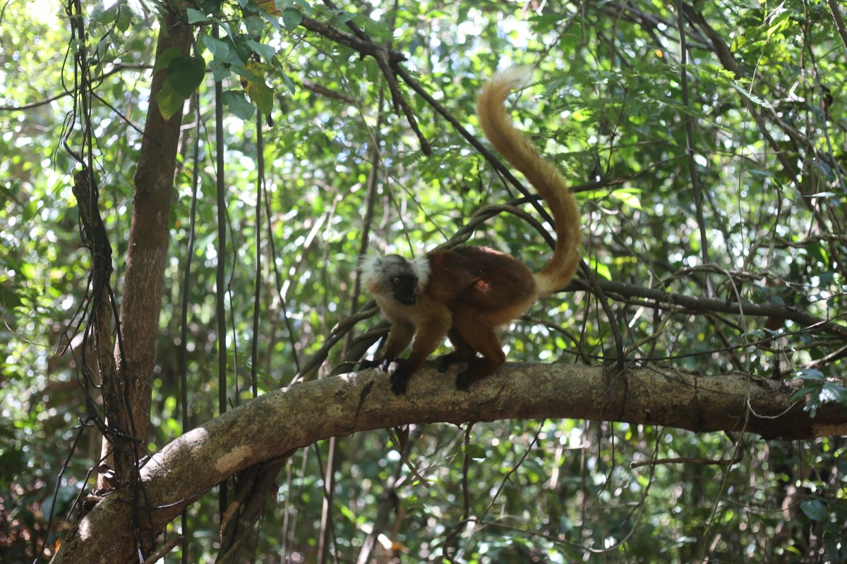 THE ISLAND OF SCENTS